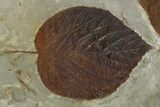 Plate with Four Fossil Leaves (Two Species) - Montana #269455-4